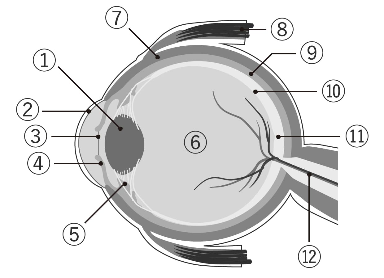 目の構造